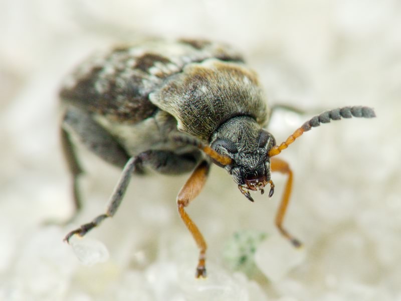 Bruchus affinis Frölich, 1799